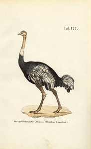 Avestruz africana de J. W. Tenhaeff