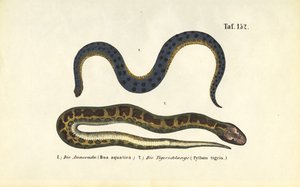 Anaconda e pitão indiano de J. W. Tenhaeff
