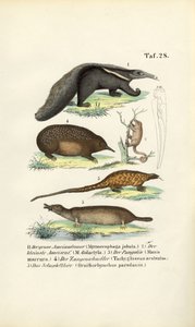 Tamanduás e outros mamíferos insectívoros de J. W. Tenhaeff