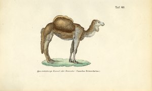 Camelo árabe ou dromedário de J. W. Tenhaeff