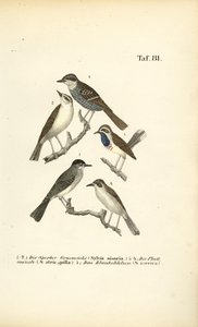 Toutinegra-de-barrete, toutinegra-preta e pisco-de-peito-azul de J. W. Tenhaeff