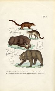 Ursos e carnívoros aparentados com pormenores do crânio de J. W. Tenhaeff
