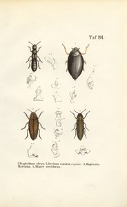 Anatomia do escaravelho de J. W. Tenhaeff