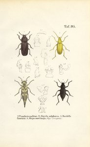 Escaravelhos da família dos escaravelhos de J. W. Tenhaeff