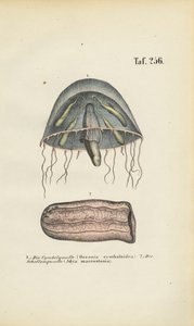 Medusa em forma de sino e medusa em forma de barril de J. W. Tenhaeff