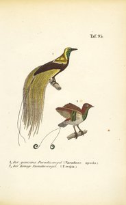 Aves de paraíso da Nova Guiné de J. W. Tenhaeff