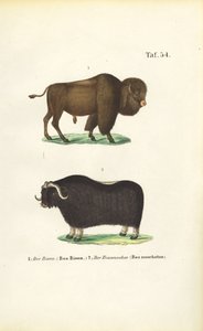 Bisontes e almiscarados de J. W. Tenhaeff