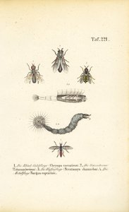 Moscas mordedoras e sugadoras de sangue de J. W. Tenhaeff