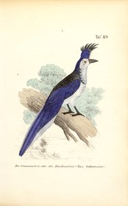 Gaio de crista azul de J. W. Tenhaeff
