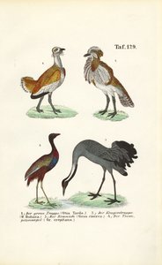 Abetardas e grous de J. W. Tenhaeff
