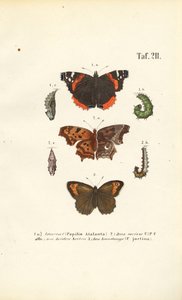 As borboletas e as suas fases de desenvolvimento de J. W. Tenhaeff