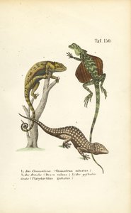 Camaleão, dragão voador e lagartixa de Tokay de J. W. Tenhaeff