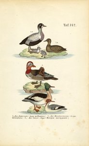 Edredão-comum, pato-mandarim e pato-mergulhão de J. W. Tenhaeff