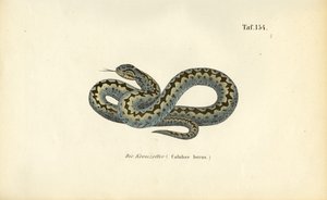 Somador europeu comum de J. W. Tenhaeff