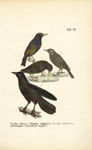 Estorninho-comum e Cacique-preto solitário de J. W. Tenhaeff