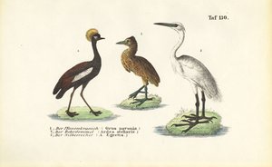 Grous e garças de J. W. Tenhaeff