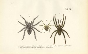 Espécies de aranhas perigosas de J. W. Tenhaeff