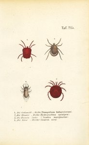 Diferentes espécies de ácaros e carraças de J. W. Tenhaeff