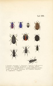 Diversidade das espécies de escaravelhos europeus de J. W. Tenhaeff