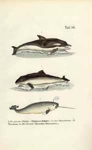Golfinhos e narvais de J. W. Tenhaeff