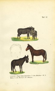 Burro doméstico, mula e coelho de J. W. Tenhaeff