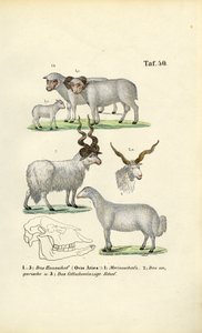 Ovinos domésticos e suas raças de J. W. Tenhaeff