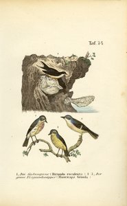 Ninhos comestíveis de andorinhões e papa-moscas-malhados de J. W. Tenhaeff