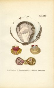 Ostras e vieiras comestíveis de J. W. Tenhaeff