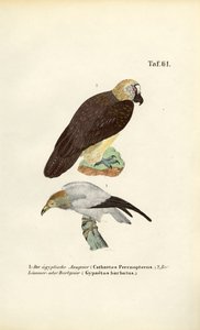 Abutre-do-egito e abutre-barbudo de J. W. Tenhaeff
