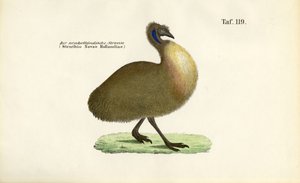 Ema de J. W. Tenhaeff