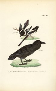 Pega-rabuda e corvo comum de J. W. Tenhaeff