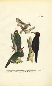 Pica-pau-verde, pica-pau-verde e pica-pau-preto de J. W. Tenhaeff