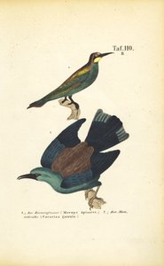 Abelharuco europeu e rolo-comum europeu de J. W. Tenhaeff