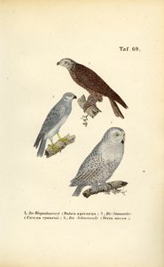 Aves de rapina e corujas europeias de J. W. Tenhaeff
