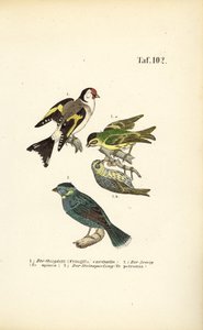 Pintassilgo europeu, Siskin da Eurásia e Pardal das rochas de J. W. Tenhaeff