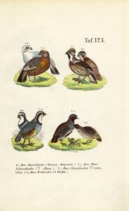Espécies de galo silvestre europeu e perdizes de J. W. Tenhaeff