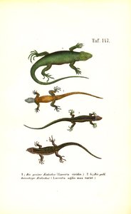 Espécies de lagartos europeus de J. W. Tenhaeff