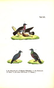 Pombos selvagens europeus de J. W. Tenhaeff