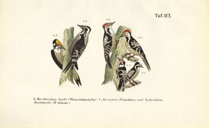 Espécies de pica-paus europeus de J. W. Tenhaeff
