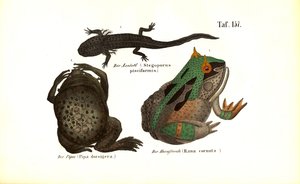 Anfíbios exóticos com caraterísticas distintivas de J. W. Tenhaeff