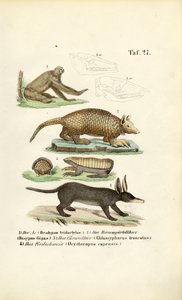 Mamíferos exóticos da região neotropical de J. W. Tenhaeff