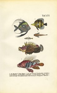 Peixes marinhos exóticos de J. W. Tenhaeff