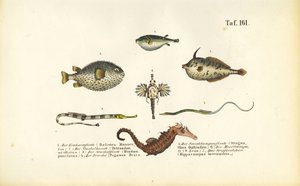 Peixes marinhos exóticos e o cavalo marinho de J. W. Tenhaeff
