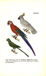 Espécies de papagaios exóticos de J. W. Tenhaeff