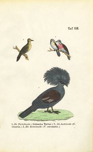 Espécies exóticas de pombos e pombo-coroado Victoria de J. W. Tenhaeff