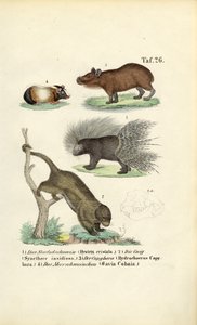 Roedores exóticos de J. W. Tenhaeff