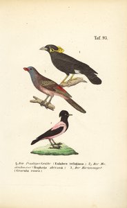 Aves canoras exóticas de África e da Ásia de J. W. Tenhaeff
