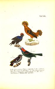Aves canoras exóticas da América do Sul de J. W. Tenhaeff