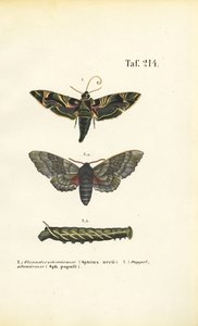 Traças de gavião exóticas e nativas de J. W. Tenhaeff