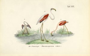 Flamingos em zona húmida de J. W. Tenhaeff